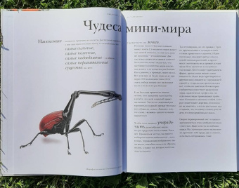 Барт Россел: Поразительные насекомые. Книга про подземных математиков, мастеров блефа, дружных кочевников, зомби