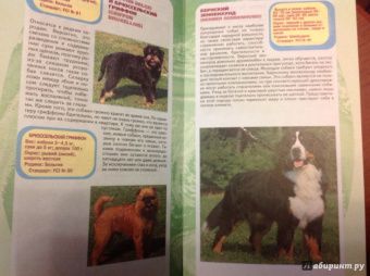 Эва-Мария Кремер: Самые популярные породы собак