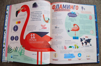 Пинтос, Ианнуззи: Как спит пчела? Удивительные факты о животных и их суперспособностях