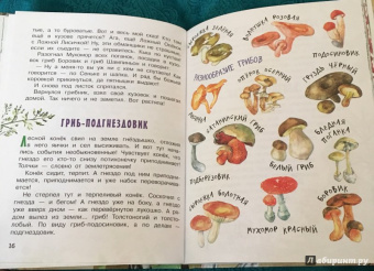 Николай Сладков: Лесные сказки