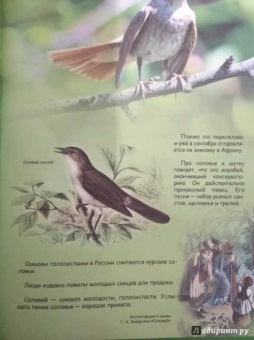 В. Владимиров: Какие птицы самые красивые?