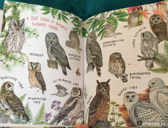 Николай Сладков: Лесные сказки