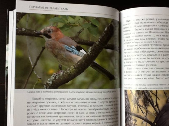 Константин Михайлов: Лесные птицы России