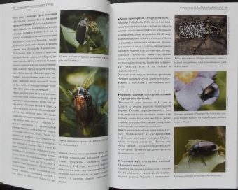 Александр Просвиров: Атлас жуков средней полосы России