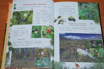 Петр Волцит: Ягоды и грибы