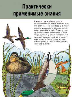 Эмма Янссон: Птицы