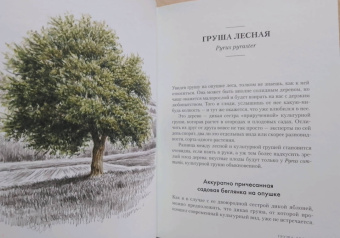 Андреас Хазе: Деревья. Как жизни человека и дерева переплетены друг с другом