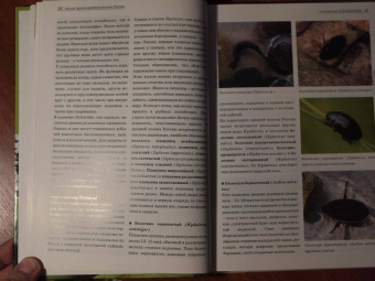 Александр Просвиров: Атлас жуков средней полосы России