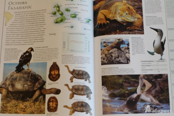 Бамбарадения, Вудрафф, Гинзберг: Животный мир. Иллюстрированный атлас