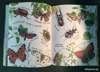 Николай Сладков: Лесные сказки