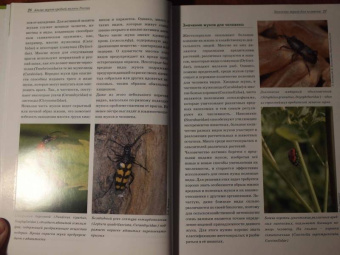 Александр Просвиров: Атлас жуков средней полосы России