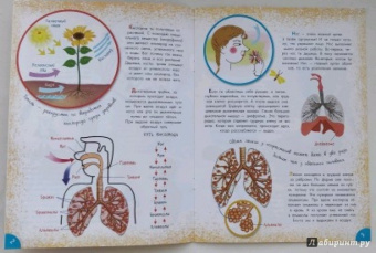 Вера Иванова: Как устроен человек?