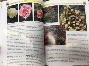 Александра Теорина: Розы. Моё увлечение