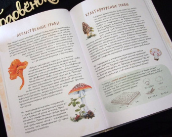 Михаил Вишневский: Грибы. Атлас-определитель