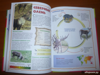 Моя первая книга о животных