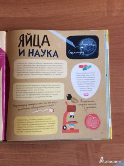 Лена Шёберг: Крутые факты о яйцах