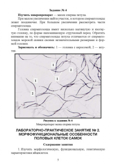 Гореликов, Шакирова: Биология размножения и развития. Лабораторный практикум. Учебно-методическое пособие