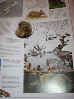 Бамбарадения, Вудрафф, Гинзберг: Животный мир. Иллюстрированный атлас