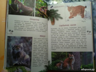 Александр Тихонов: Кошки дикие и домашние