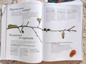 Барт Россел: Поразительные насекомые. Книга про подземных математиков, мастеров блефа, дружных кочевников, зомби