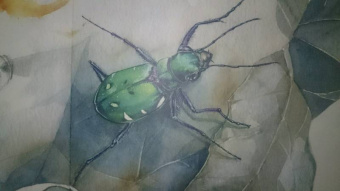 Франсуа Лассерр: Музей живых насекомых