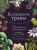 Джуди Нок: Колдовские травы. Ведьмовской путеводитель по тайным силам растений Джуди Нок: Колдовские травы. Ведьмовской путеводитель по тайным силам растений