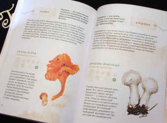 Михаил Вишневский: Грибы. Атлас-определитель