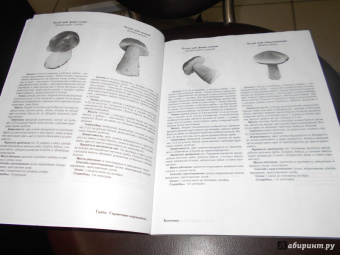 Матанцев, Матанцева: Грибы. Справочник-определитель