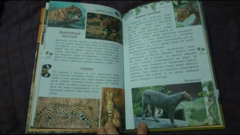 Александр Тихонов: Кошки дикие и домашние