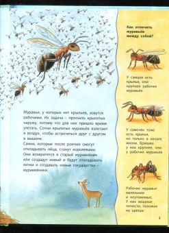 Фридерун Райхенштеттер: Где живёт муравьишка. Познавательные истории