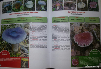 Матанцева, Матанцев: Самые распространенные съедобные грибы