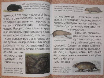 Инна Гамазкова: Гнезда, норки, домики