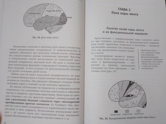 Татьяна Визель: Основы нейропсихологии. Теория и практика