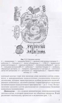 Максимов, Слесаренко, Селезнев: Анатомия и физиология домашних животных. Учебник