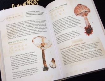 Михаил Вишневский: Грибы. Атлас-определитель