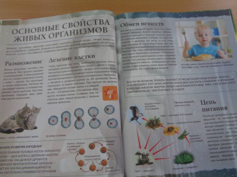 Анна Спектор: Живой мир