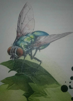 Франсуа Лассерр: Музей живых насекомых