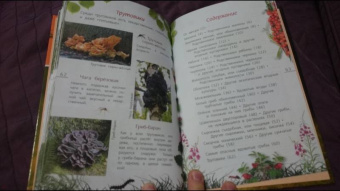 Петр Волцит: Ягоды и грибы