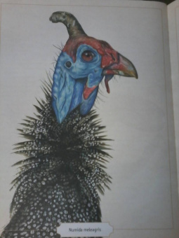 Сэми Бэйли: Энциклопедия удивительных животных