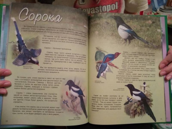 В. Владимиров: Какие птицы самые красивые?