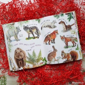 Николай Сладков: Лесные сказки