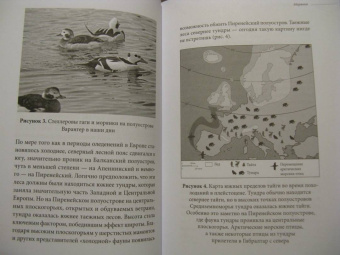 Клайв Финлейсон: Умный неандерталец. Охота на птиц, пещерное искусство и когнитивная революция