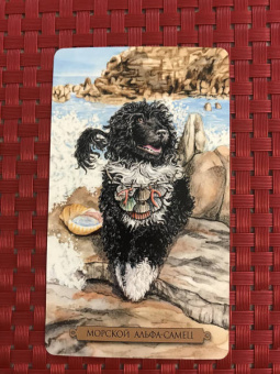 Мюллер, Мюллер: Комплект:  Таро магических собак+Таро Эры Водолея