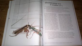 Барт Россел: Поразительные насекомые. Книга про подземных математиков, мастеров блефа, дружных кочевников, зомби