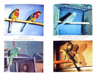 Александр Рахманов: Попугаи. Справочник по уходу и содержанию