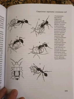 Уилсон, Хёлльдоблер: Путешествие к муравьям