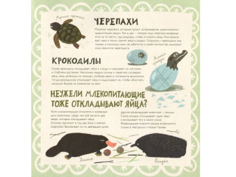 Лена Шёберг: Крутые факты о яйцах