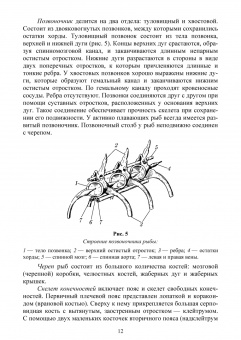 Гизатуллина, Макарова, Чернышова: Позвоночные животные. Учебное пособие