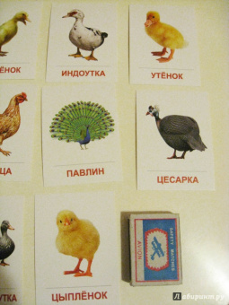 Раздаточные карточки "Птицы домашние и декоративные"  (16 штук)