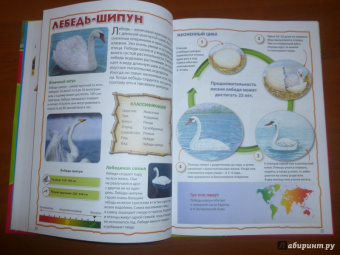Моя первая книга о животных